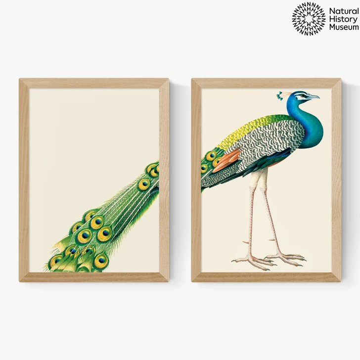 Peacock Diptych Medium Oak Frame