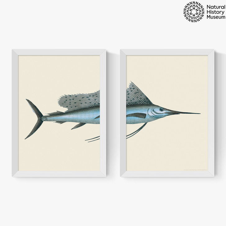 Swordfish Diptych