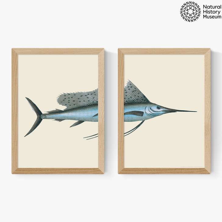 Swordfish Diptych Medium Oak Frame