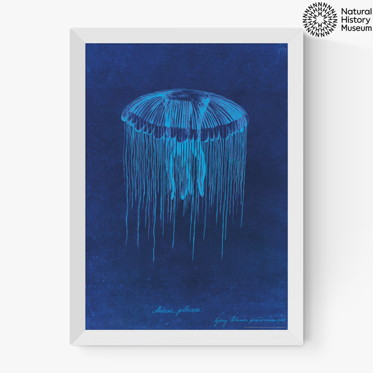 Lion's Mane Jellyfish Medium White Frame Lion's Mane Jellyfish Medium White Frame