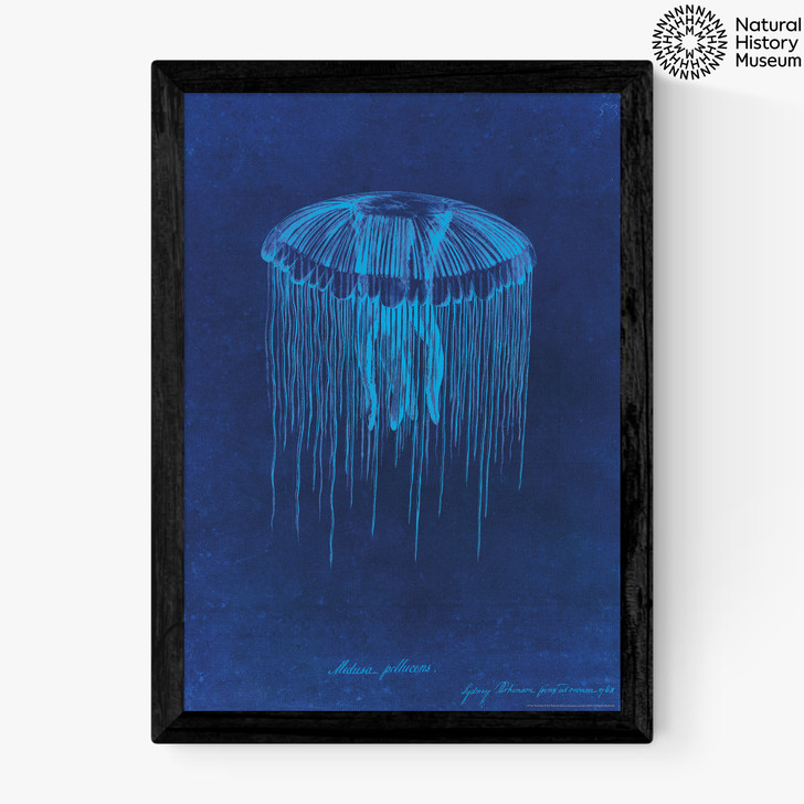 Lion's Mane Jellyfish Medium Black Frame