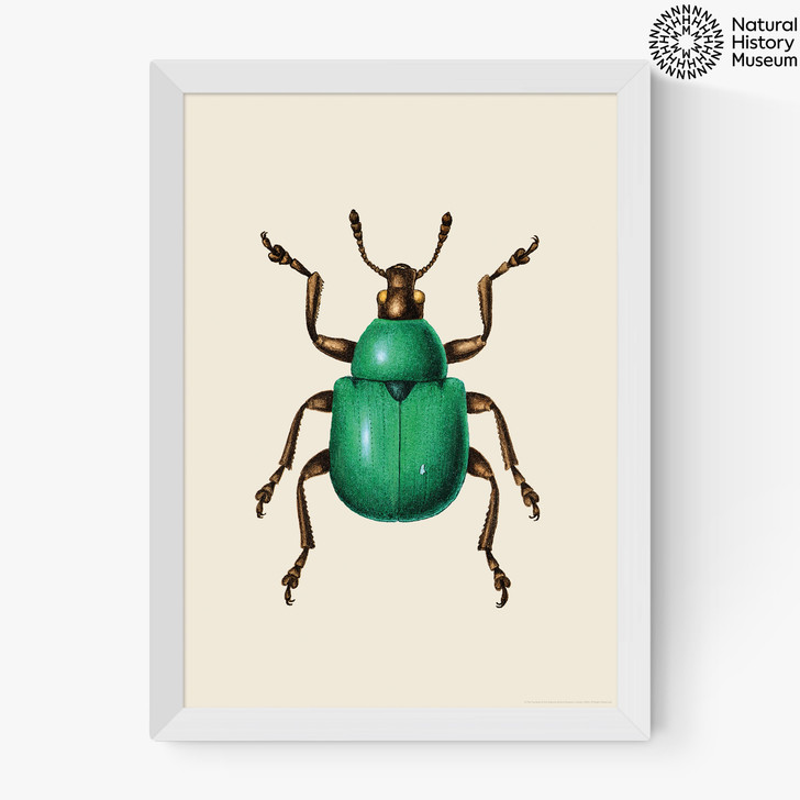green beetle art print by the natural history museum in white frame