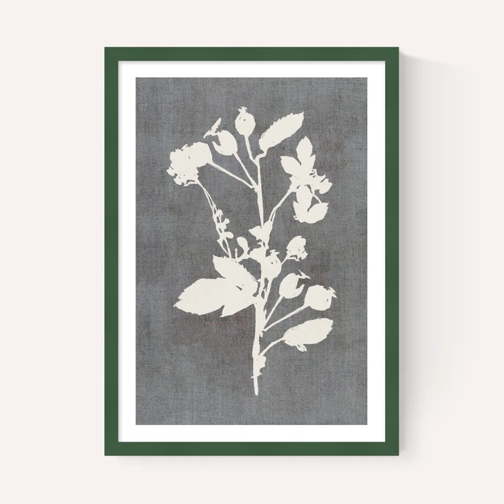 Botanical Illustration VI
