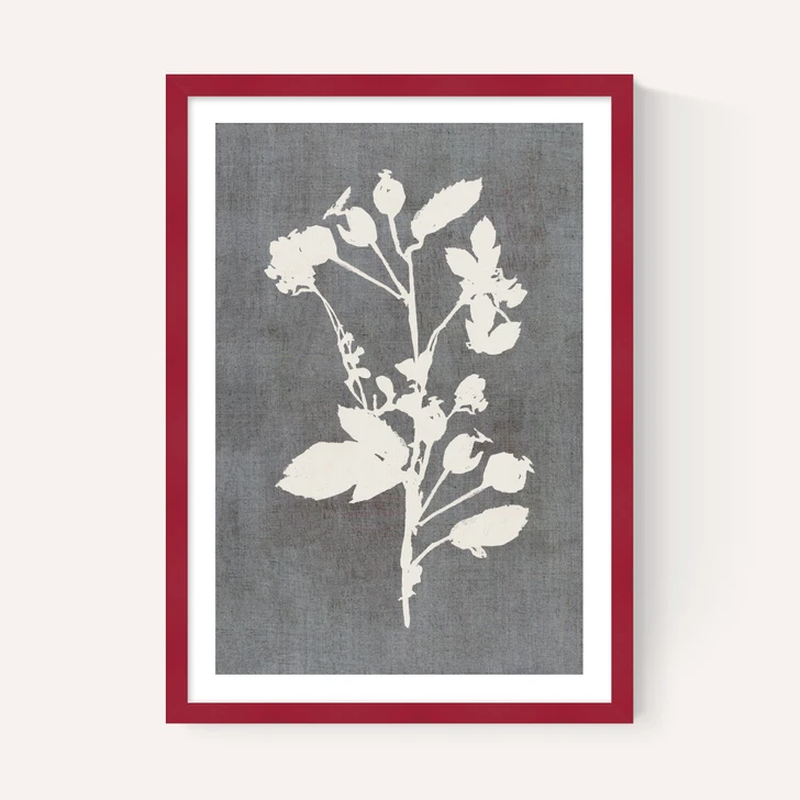 Botanical Illustration VI