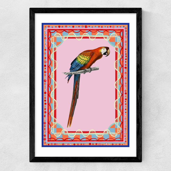 Birdframe Macaw Medium Black Frame