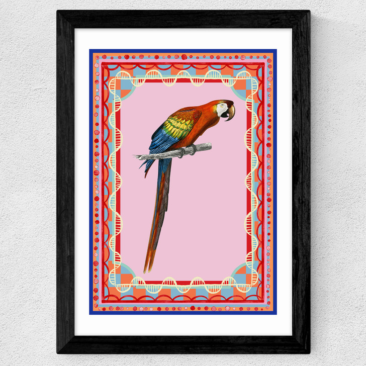 Birdframe Macaw Wide Black Frame