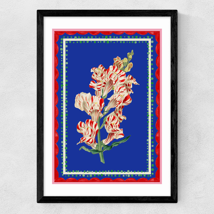 Carnival Snapdragon Medium Black Frame