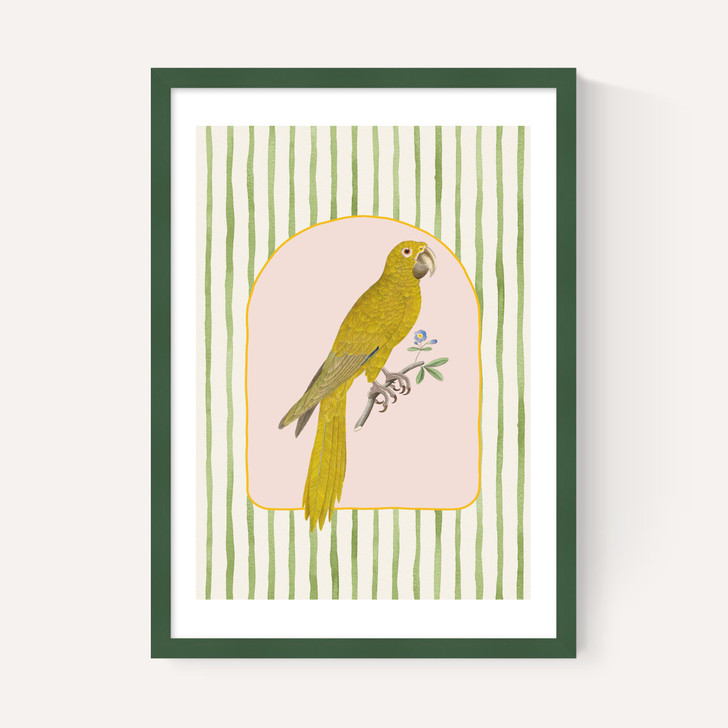 Eccentric Parrot