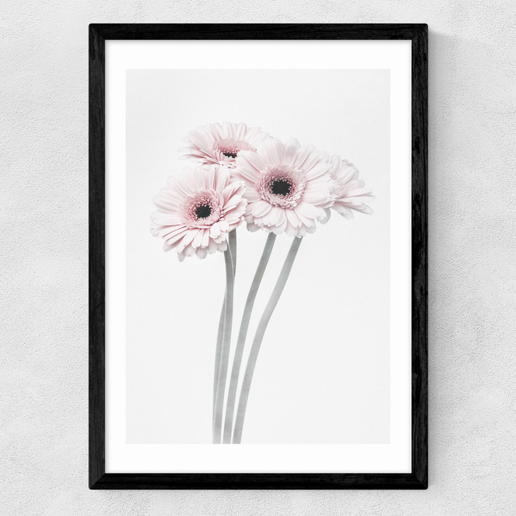 Gerbera Daisy (Pink) Medium Black Frame
