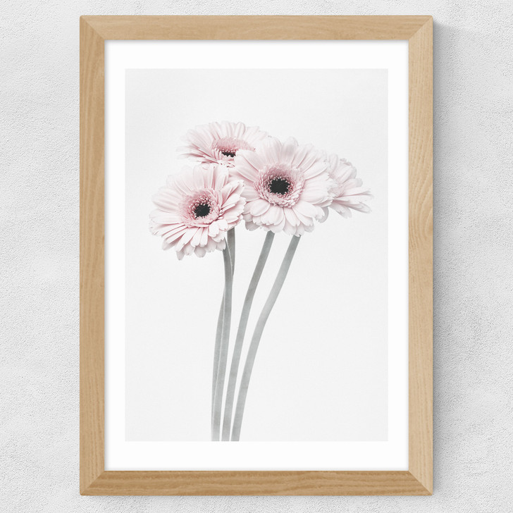 Gerbera Daisy (Pink) Wide Oak Frame