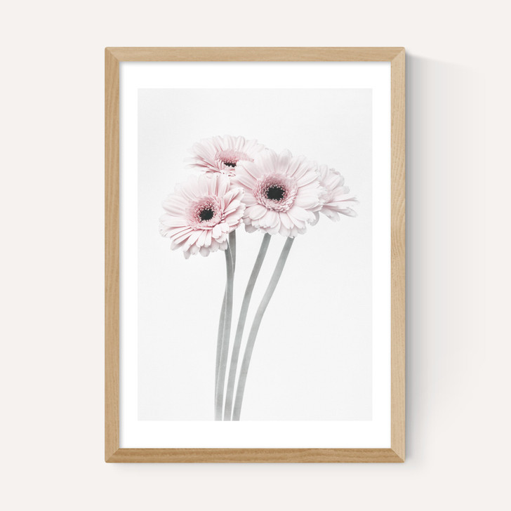 Gerbera Daisy (Pink)