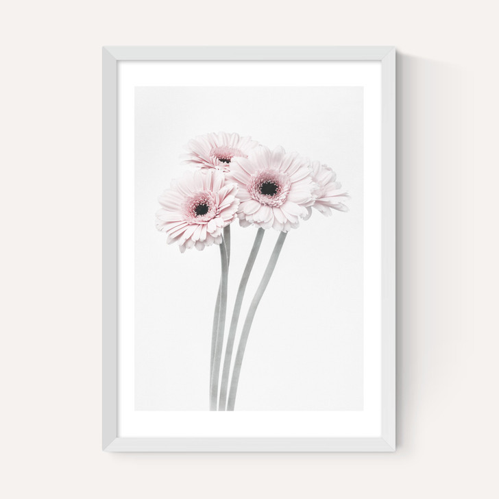 Gerbera Daisy (Pink)