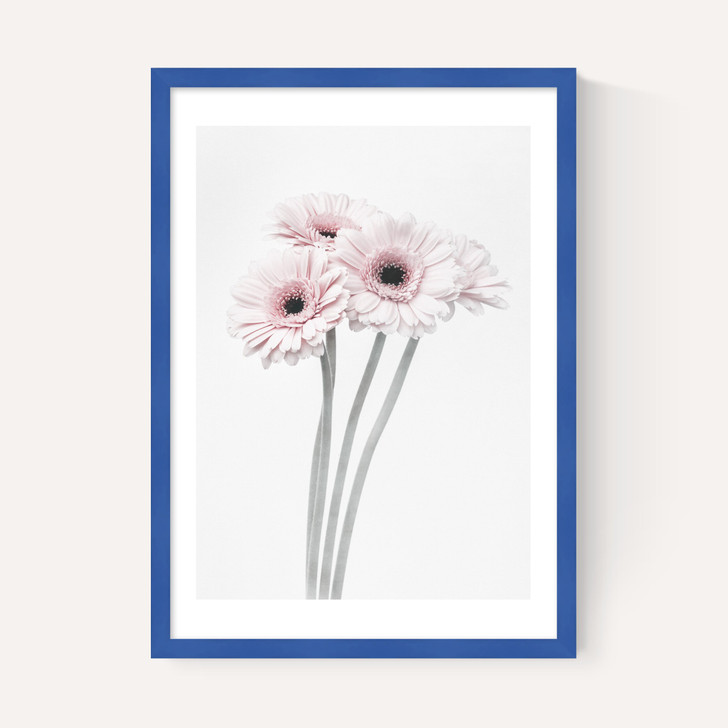 Gerbera Daisy (Pink)