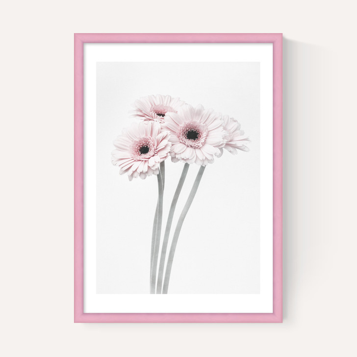 Gerbera Daisy (Pink)