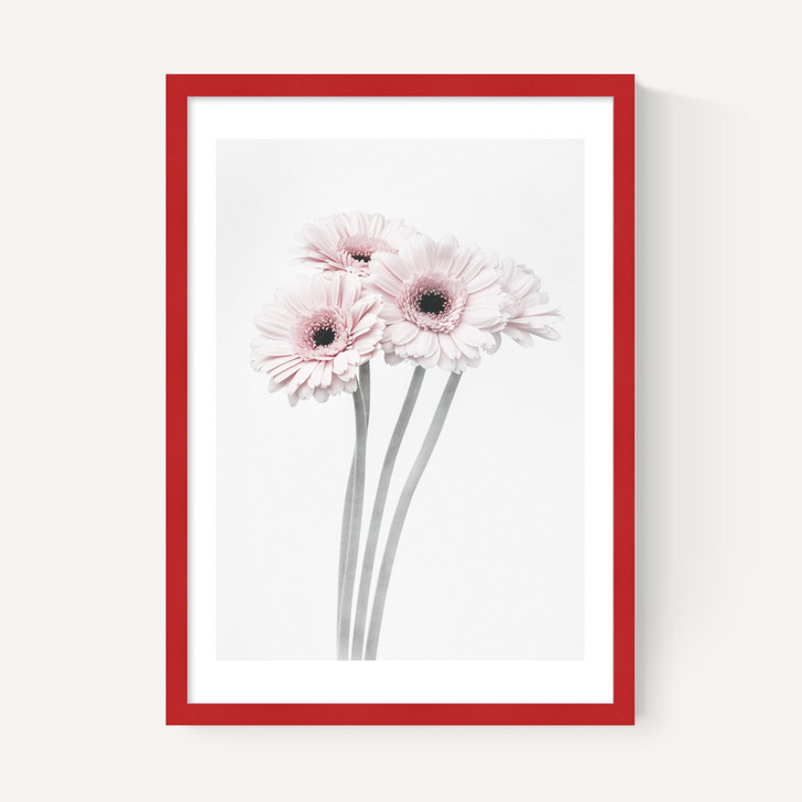 Gerbera Daisy (Pink)