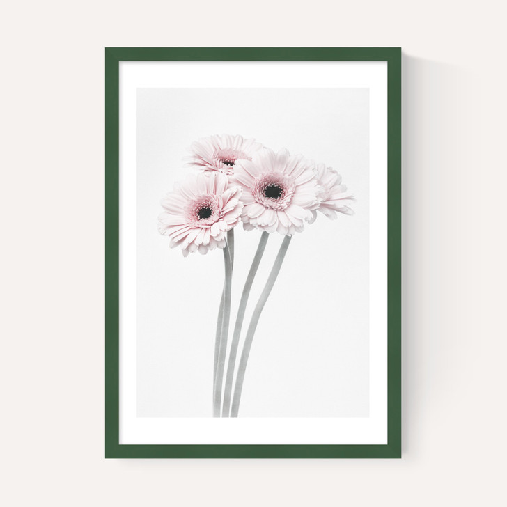 Gerbera Daisy (Pink)