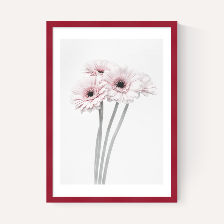 Gerbera Daisy (Pink)