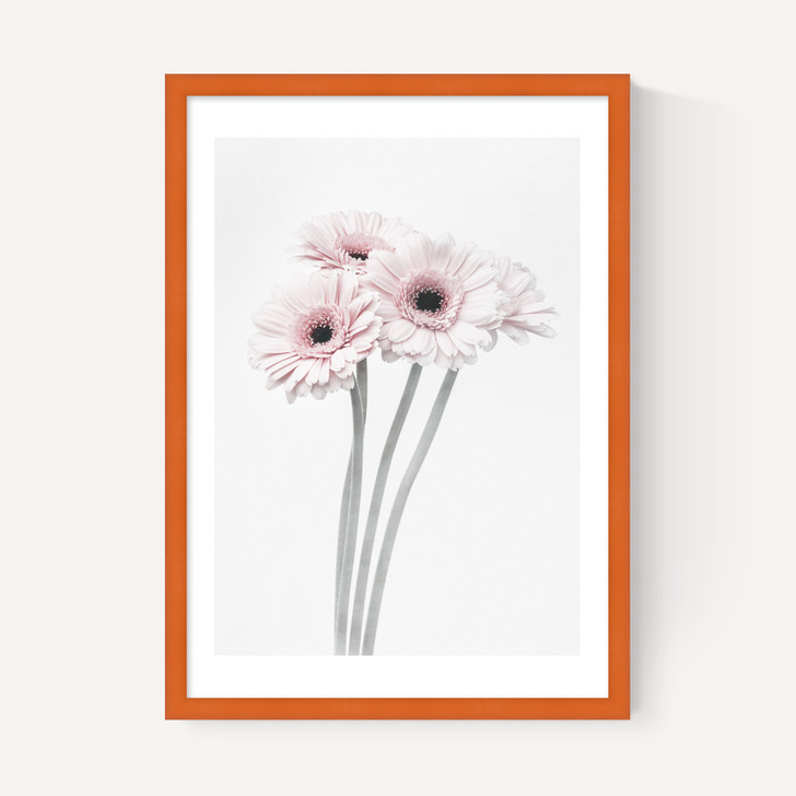 Gerbera Daisy (Pink)