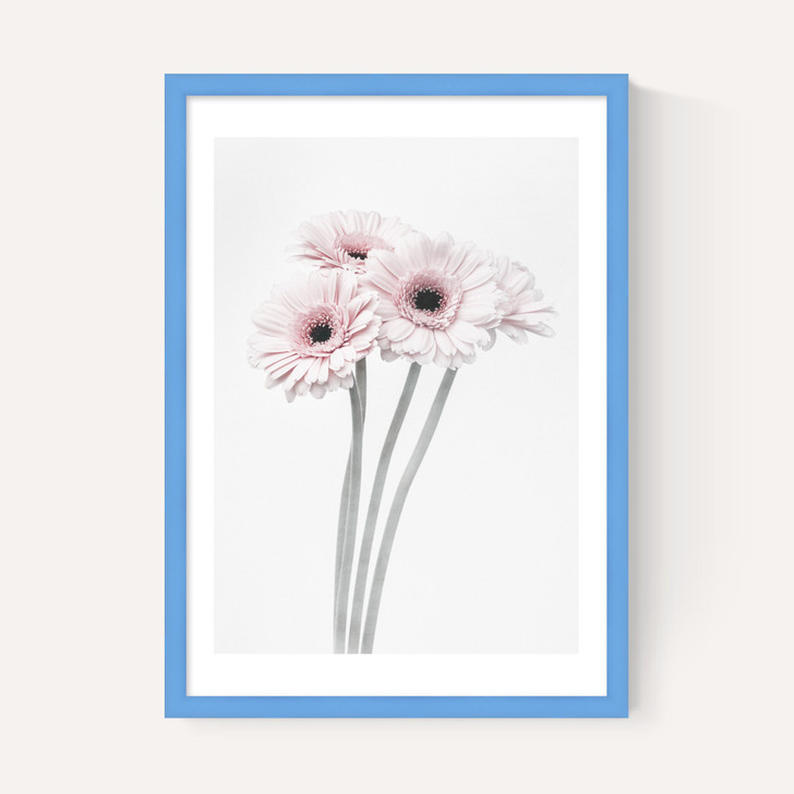 Gerbera Daisy (Pink)