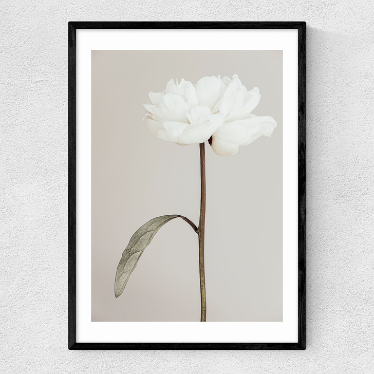 White Peony II Narrow Black Frame