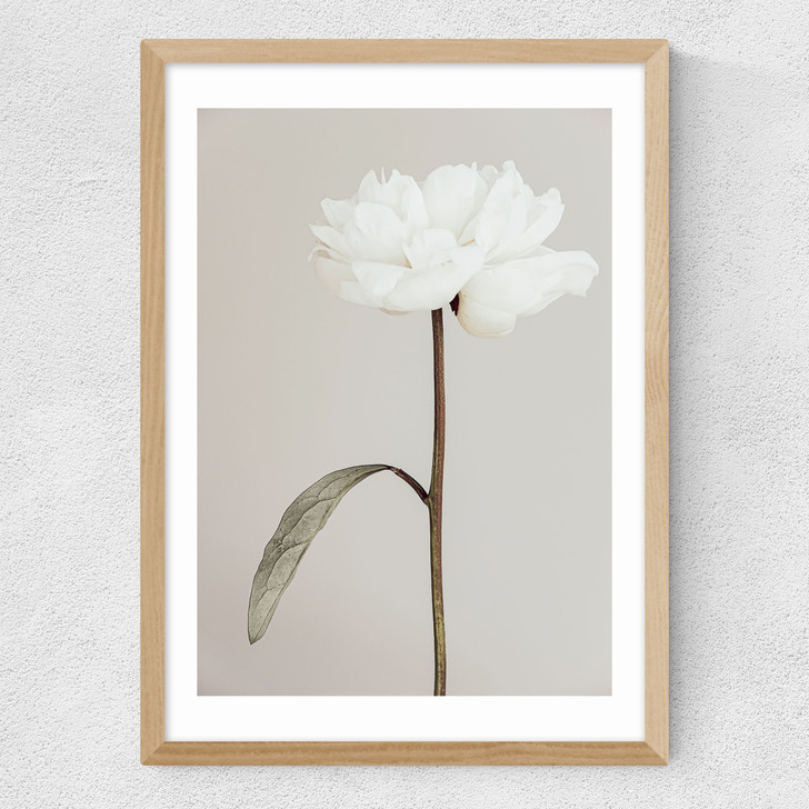 White Peony II Medium Oak Frame