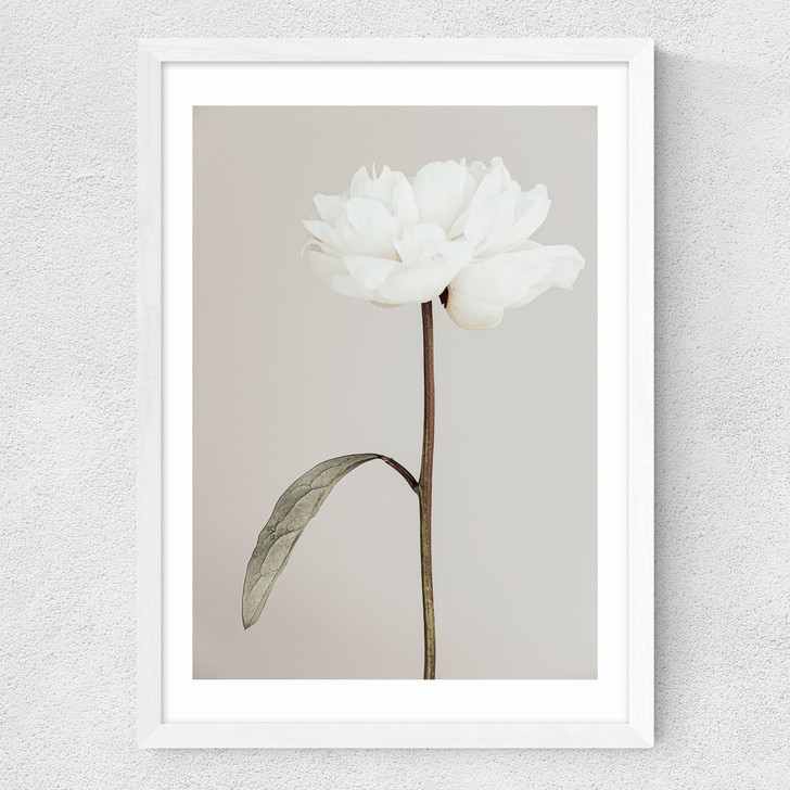 White Peony II Medium White Frame