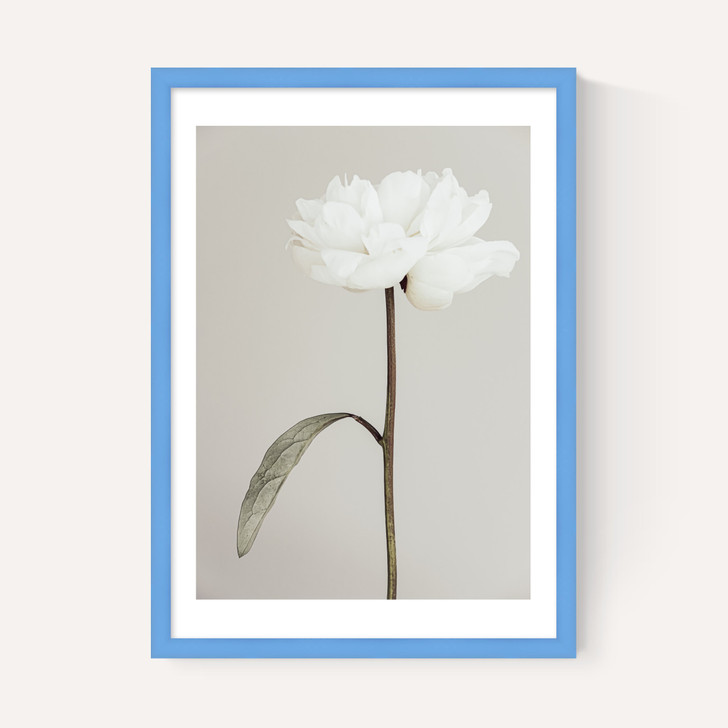 White Peony II