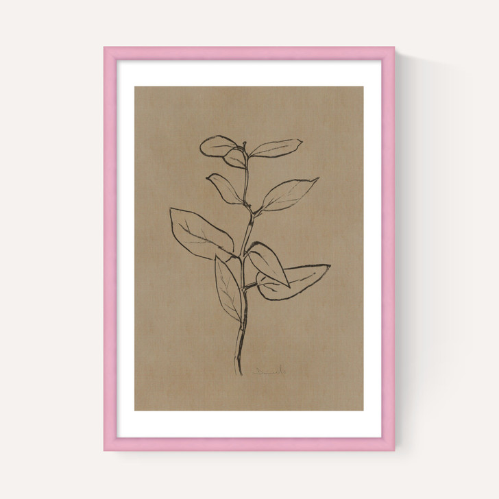 Eucalyptus Sapling