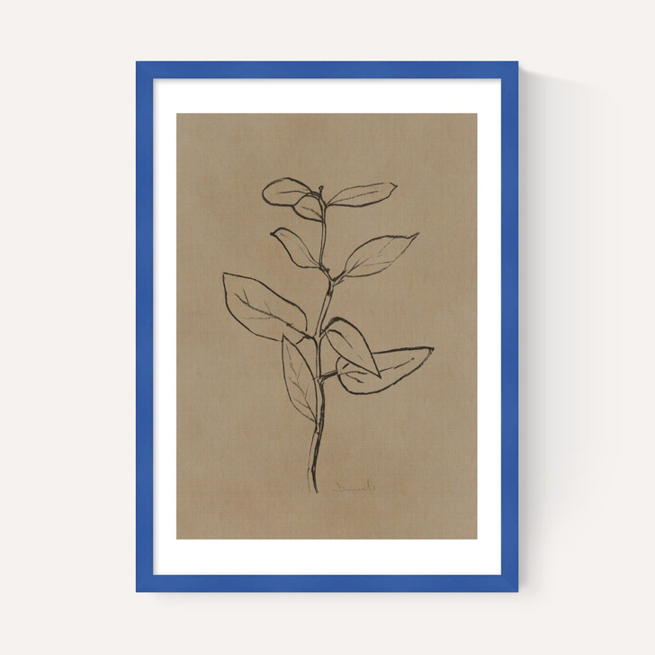 Eucalyptus Sapling
