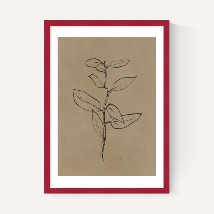 Eucalyptus Sapling