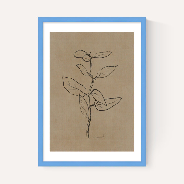 Eucalyptus Sapling