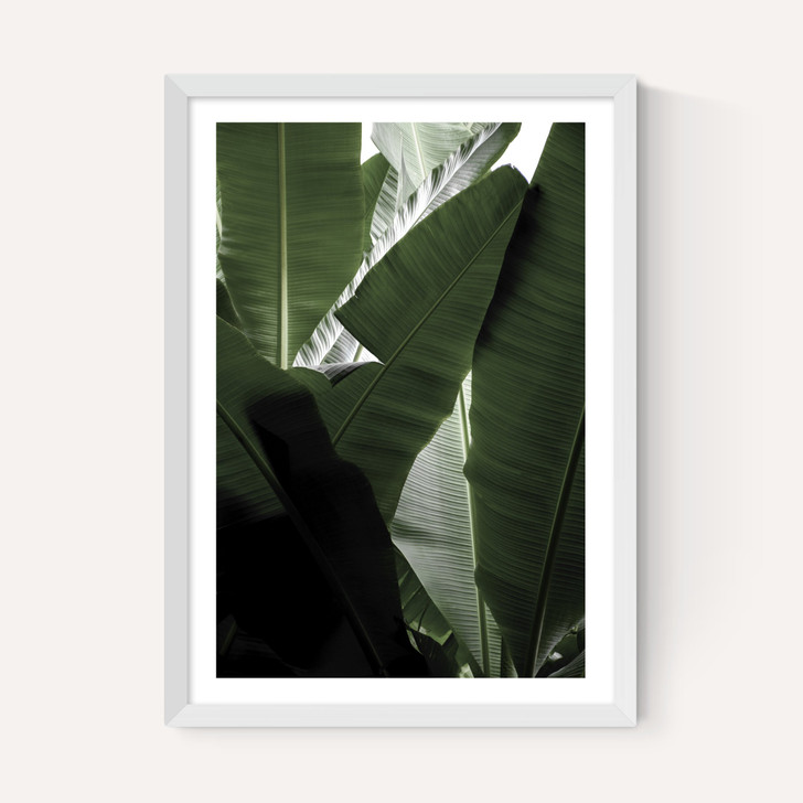 Banana Beach Palm