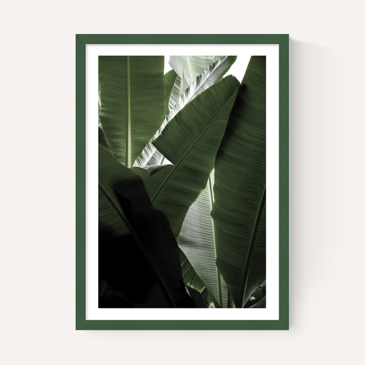 Banana Beach Palm