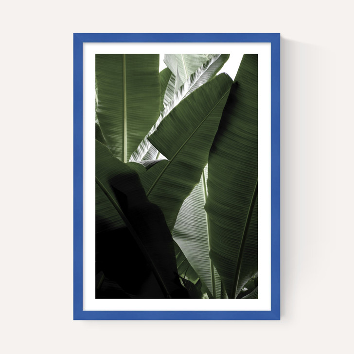 Banana Beach Palm