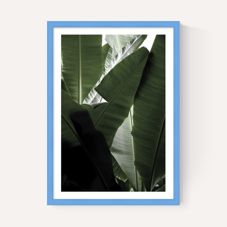 Banana Beach Palm