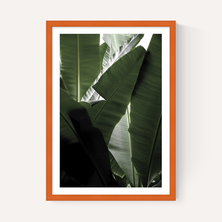 Banana Beach Palm