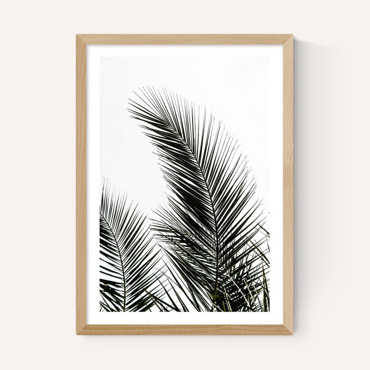 Palm Leaves 1