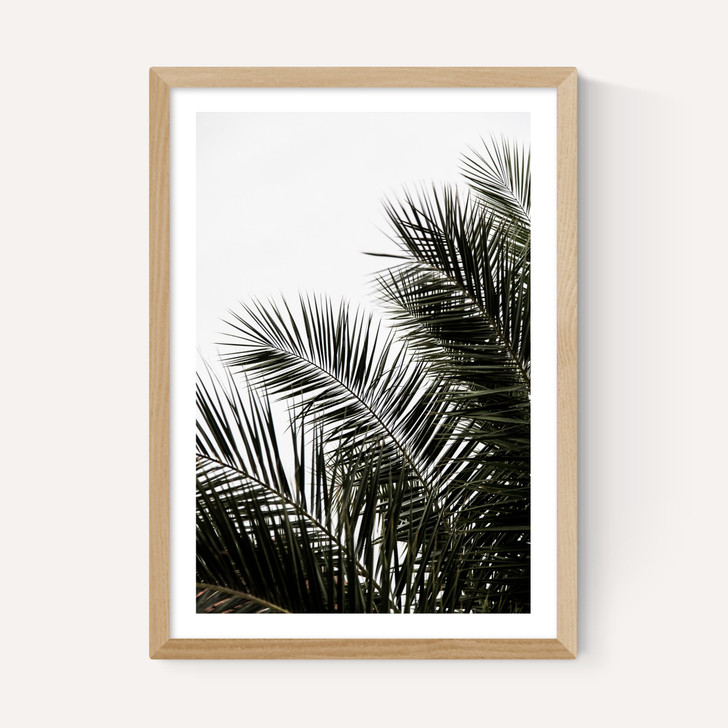 Palm Leaves 3