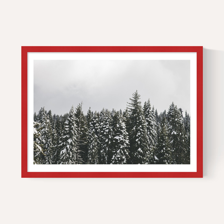 Snow Trees