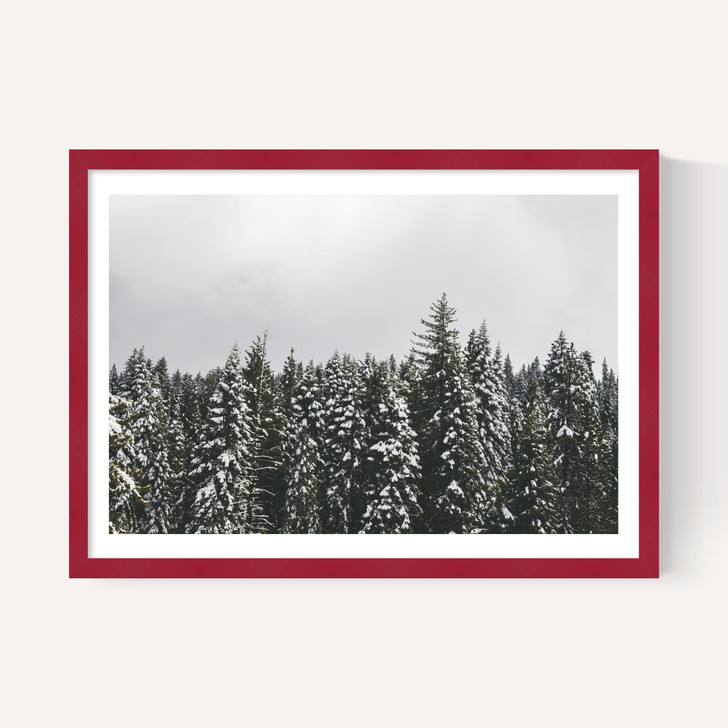 Snow Trees