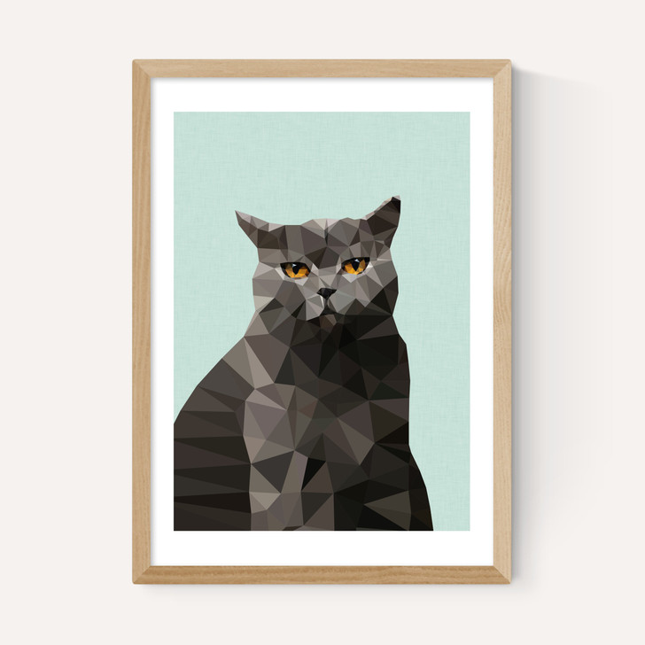 Cat British Blue