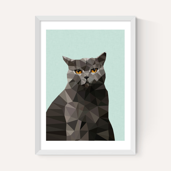 Cat British Blue