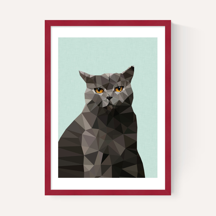 Cat British Blue