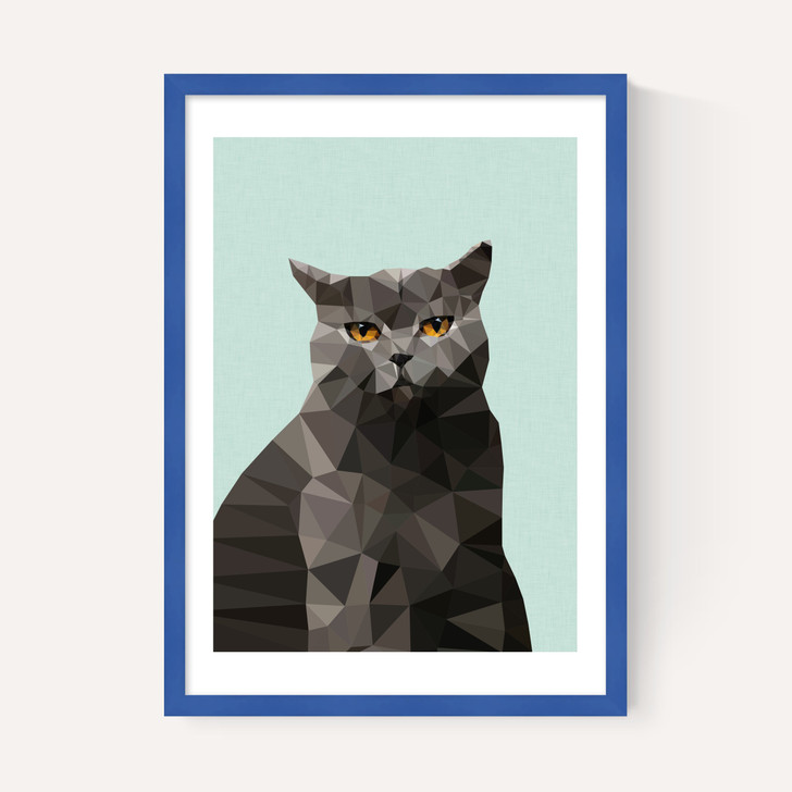 Cat British Blue