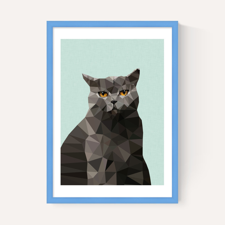 Cat British Blue