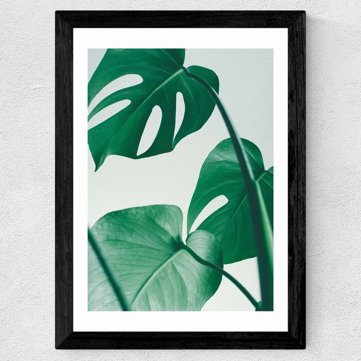 Monstera by Rafael Farias Wide Black Frame