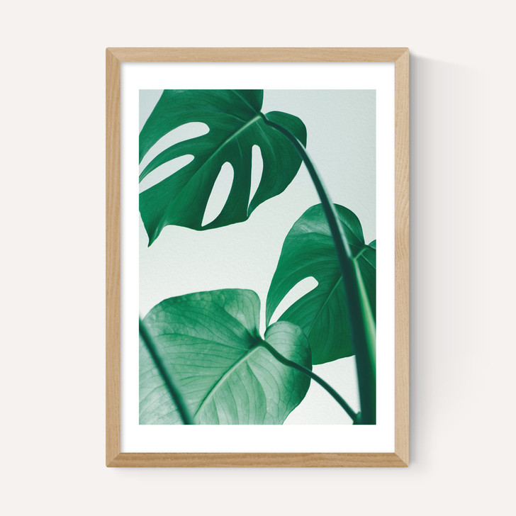 Monstera by Rafael Farias