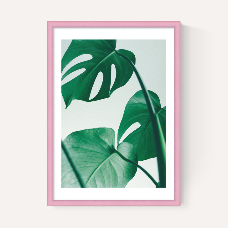 Monstera by Rafael Farias