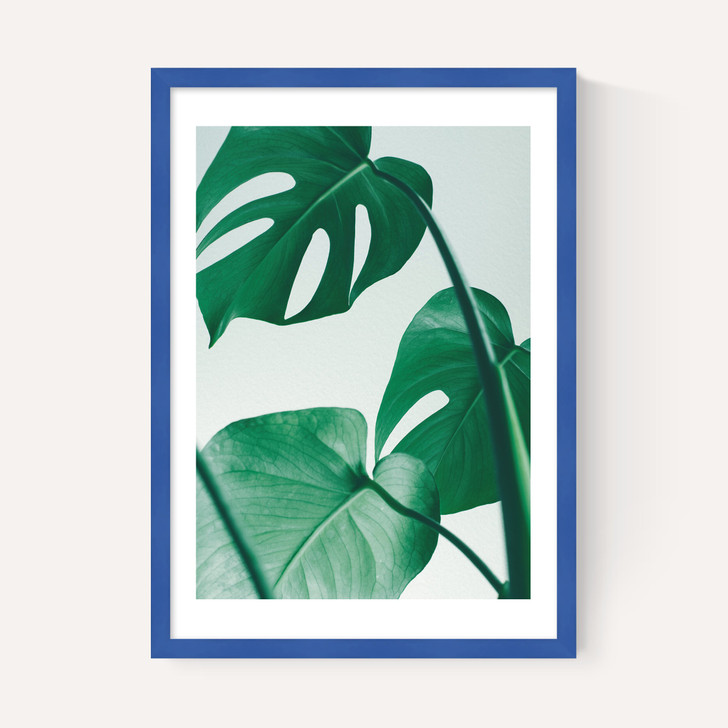 Monstera by Rafael Farias