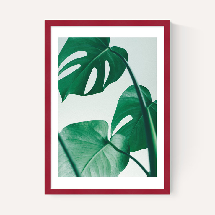 Monstera by Rafael Farias